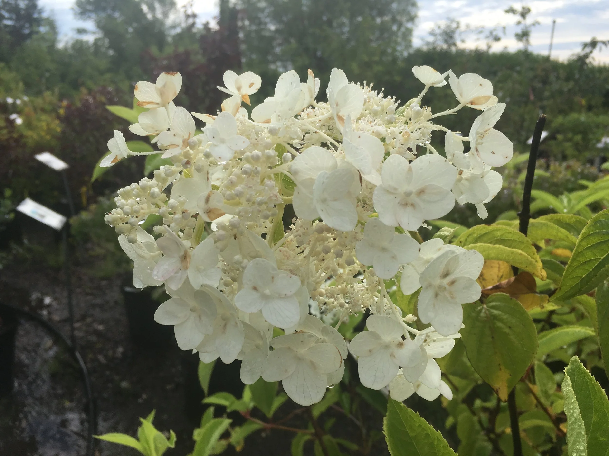 Webb's Hydrangea — Corn Hill Nursery